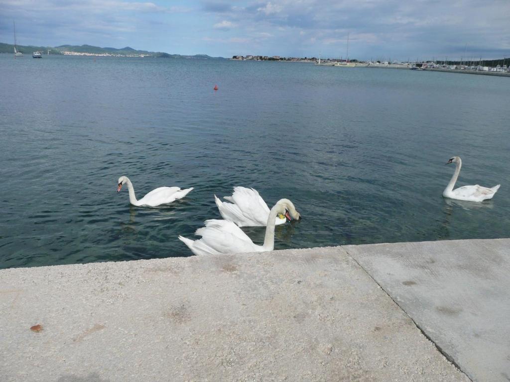 Apartments Renjak Sukošan الغرفة الصورة